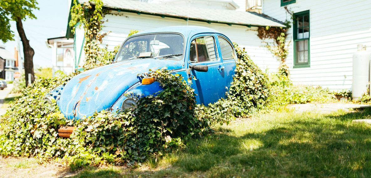 Volkswagen bug covered in ivy