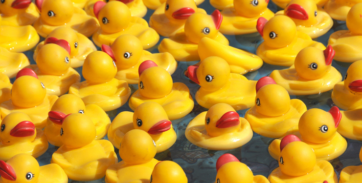 A bunch of yellow toy ducks are in water together