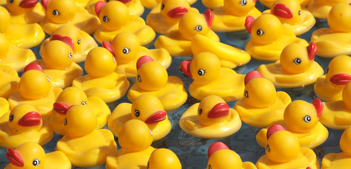 A bunch of yellow toy ducks are in water together